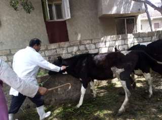 ”الزراعة” تكثف جهود التقصي ومتابعة المزارع والأسواق وتواصل أعمال الحملة القومية لتحصين الماشية ضد الحمى القلاعية