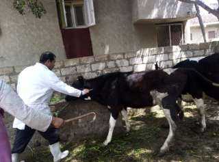 ”الزراعة” تكثف جهود التقصي ومتابعة المزارع والأسواق وتواصل أعمال الحملة القومية لتحصين الماشية ضد الحمى القلاعية