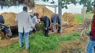 ”الزراعة” تواصل جهود دعم مربي الثروة الحيوانية ”الزراعة” تواصل جهود دعم مربي الثروة الحيوانية