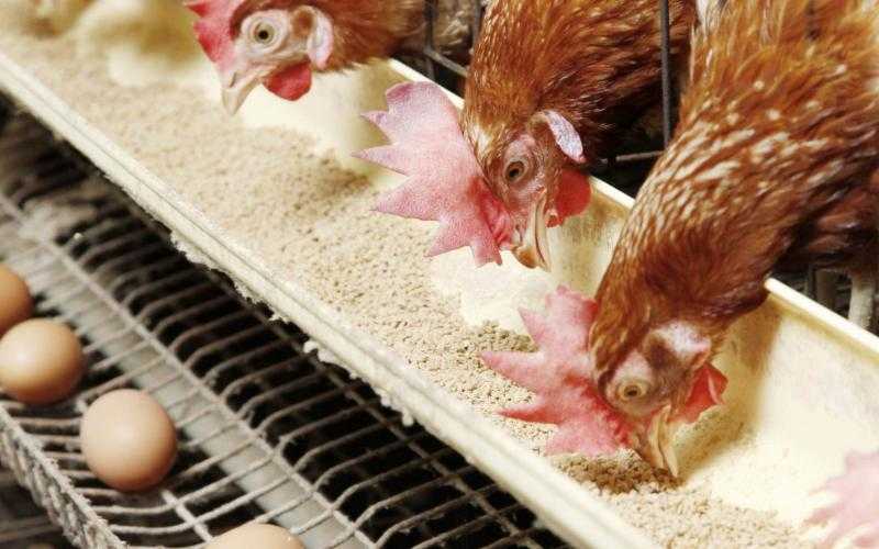 أسعار الدواجن والبيض في مصر اليوم الجمعة