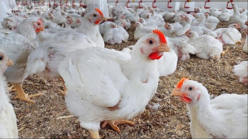 بوابة الكلمة