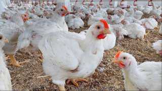 أسعار الدواجن والبيض في مصر اليوم الأحد