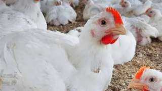 أسعار الدواجن والبيض في مصر اليوم السبت أسعار الدواجن والبيض في مصر اليوم السبت