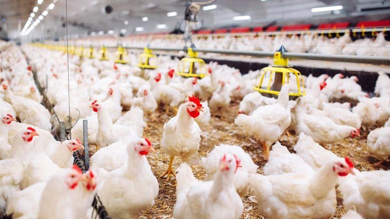 بوابة الكلمة