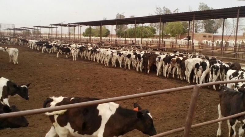 بوابة الكلمة