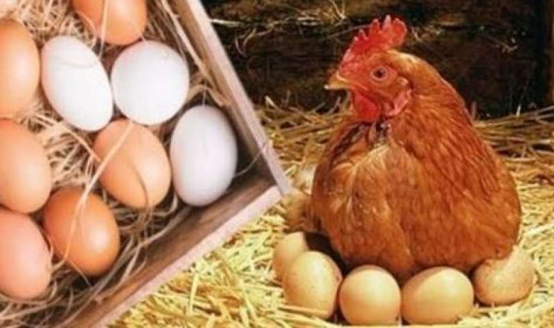 بوابة الكلمة