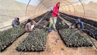 ”الزراعة” تحتفل باليوم العالمي لشجرة الزيتون ”الزراعة” تحتفل باليوم العالمي لشجرة الزيتون