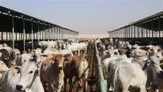 الزراعة تعلن تحصين أكثر من 7.5 مليون جرعة للقاحي الحمي القلاعية والوادي المتصدع