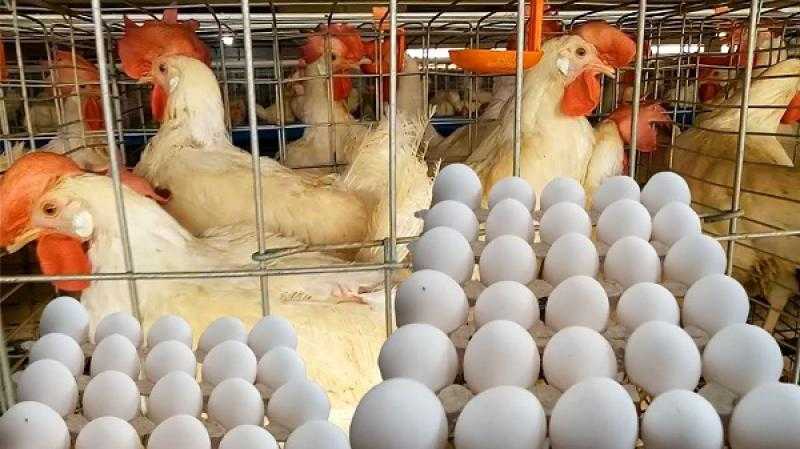 أسعار الدواجن والبيض في مصر اليوم السبت